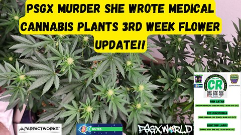 Prairie State Genetix Murder She Wrote Pack Medical Cannabis 3rd week flower/bloom update video!!