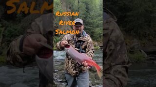 Russian River Salmon!