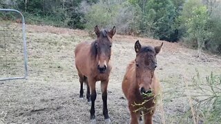 Brumby foals, both trapped from the same herd and rehomed without their mums