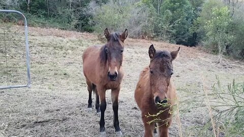 Brumby foals, both trapped from the same herd and rehomed without their mums