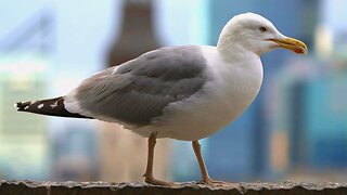 European Herring Gull in front of Downtown
