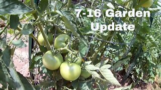 7-16-2020 Garden Update