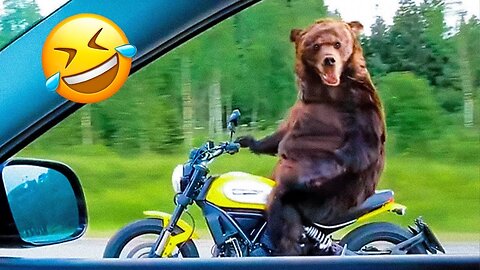FUNNIEST ANIMALS Try not to laugh funny video compilation