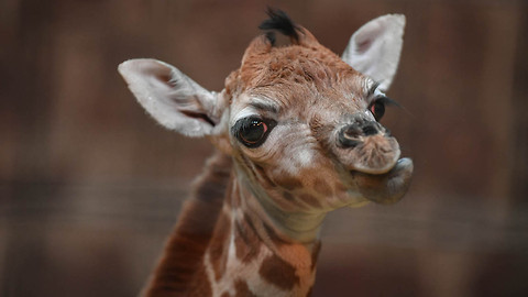Baby Giraffe Arrives In Time For Christmas: ZooBorns