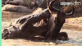 Underwater Ambush from Crocodile