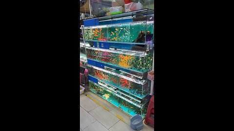 Exotic Fish shop