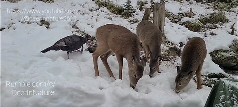 Deer and turkeys all getting along