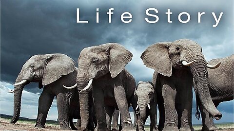 LIFE.STOEY. documentary in English Animals stories