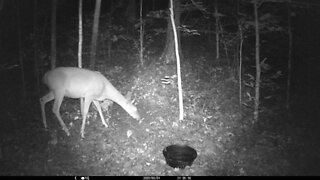 Deer Trail cam