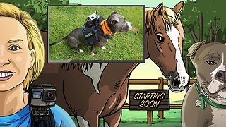 Morning Routine at the Rescue // Doggo POV Cam! // Animal Rescue // Volunteer at a rescue :)