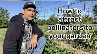 How to attract pollinators to your garden