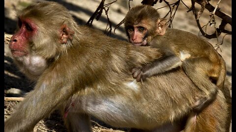 Magnificent Mutt Sniffs Out Mummified Monkeys at Logan Airport in Boston