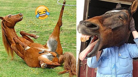 Totally Random Funny Horse Videos - Try Not To Laugh 2023