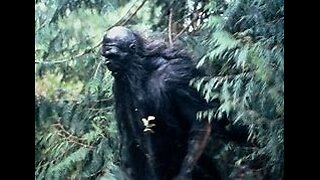 NY Warren County, Driver Encounters Bigfoot