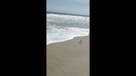 Seagull at Ocean