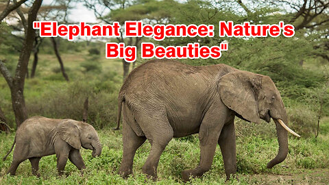 "Elephant Elegance: Nature's Big Beauties"