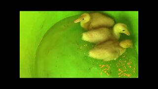 Duckies First Swim!