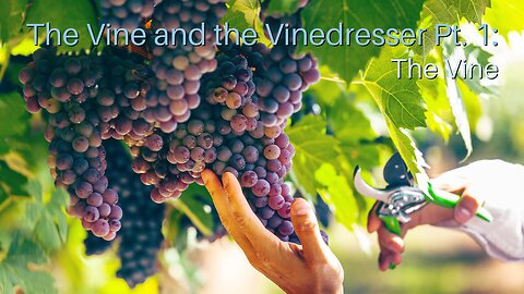 The Vine and the Vinedresser Pt. 1: The Vine