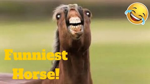 💥Funniest Horse Viral Weekly LOL😂🙃💥 of 2019_ Funny Animal Videos💥👌