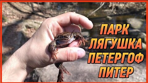 ПАРК ЛЯГУШКА ПЕТЕРГОФ ПИТЕР