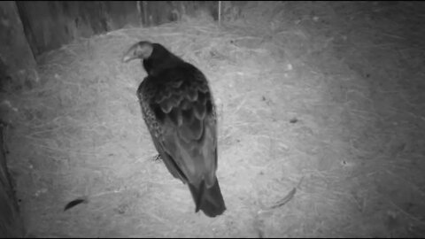 Turkey Vulture eggs hatch any day now. Dad is excited. 5-27-22