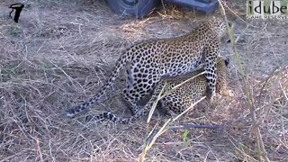 WILDlife: Leopards Pairing in the Sand River (HD)