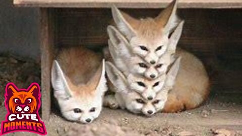Fennec Fox Pet Playing Pet | Fennec Foxes Being Adorable Compilation, fennec fox playing pet 101