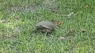 Baby Florida Tortoise 7 2 24
