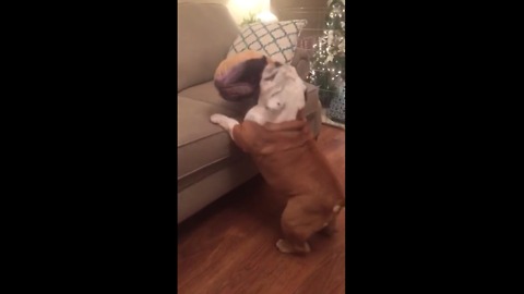 "Tap dancing" bulldog struggles to jump on couch