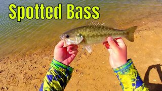 First Spotted Bass in 14 Months