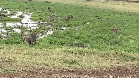 savannah animals 3#relaxing #lions #nature #travel #wildlife #viral #animals #love #cat#short #birds