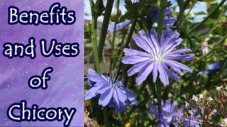 Benefits of Chicory