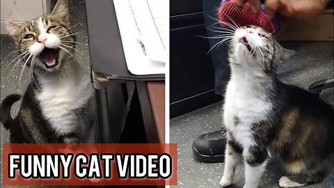 The Best Funny Cat Video Compilation - You Won't Stop Laughing!