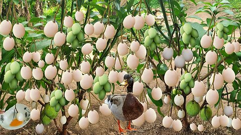 🥭🌱✨ Unbelievable Mango Tree Propagation Techniques - Surprising Results! 🌳🥚 #viralvideo #asmr