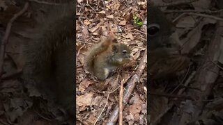 Squirrels make the cutest sounds 🥹