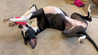 Playful Great Dane Loves To Nibble Her Piggy Toy