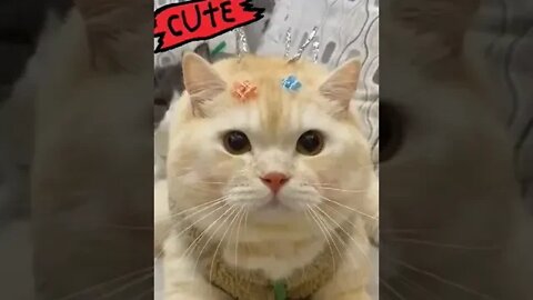 cute cat videos 😹 funny videos 😂 1073 😻 #shorts