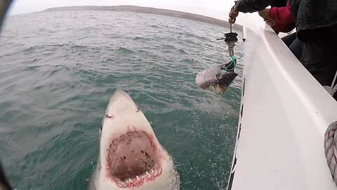 Large Great White Shark Fatally Attacks Surfer