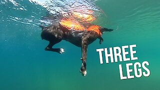 3 Legged Dog Swims Like A Fish