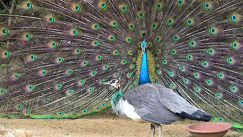 Wild peacock impressively struts his stuff and shakes his tail feathers for the ladies