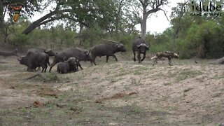 Painted/African Wild Dogs Disturb Buffalo Bulls