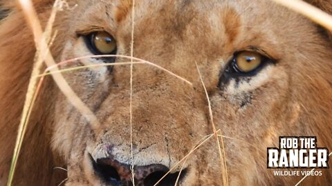 Beautiful Lions | Maasai Mara Safari | Zebra Plains | RIP Olope