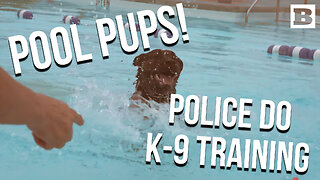 POLICE POOL PUPPERS! Department Conducts K-9 Water Training