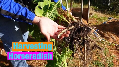 Harvesting horseradish
