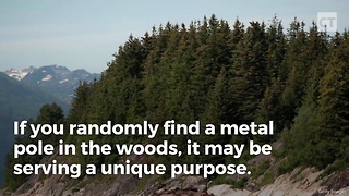 If You Find A Metal Pole In The Woods, Here's The Secret It's Guarding