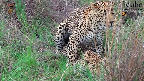 WILDlife: Pairing Pair Of Wild African Leopards