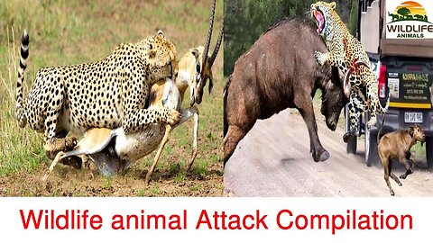 🌐Wildlife animal Attack Compilation. Animals Planet Discovery Animals Videos.