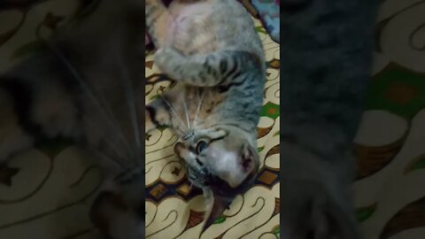 kucing tiduran