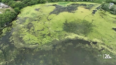 What is blue-green algae? Should you be worried about it?