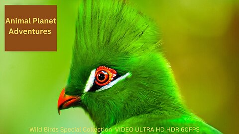 Wild Birds Special Collection 8K VIDEO ULTRA HD HDR 60FPS